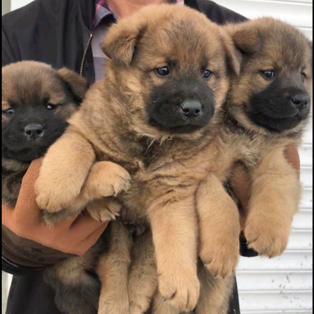 【优选】土狗苗 中华田园犬 杂交狗 狗苗 基地直供 全国可发