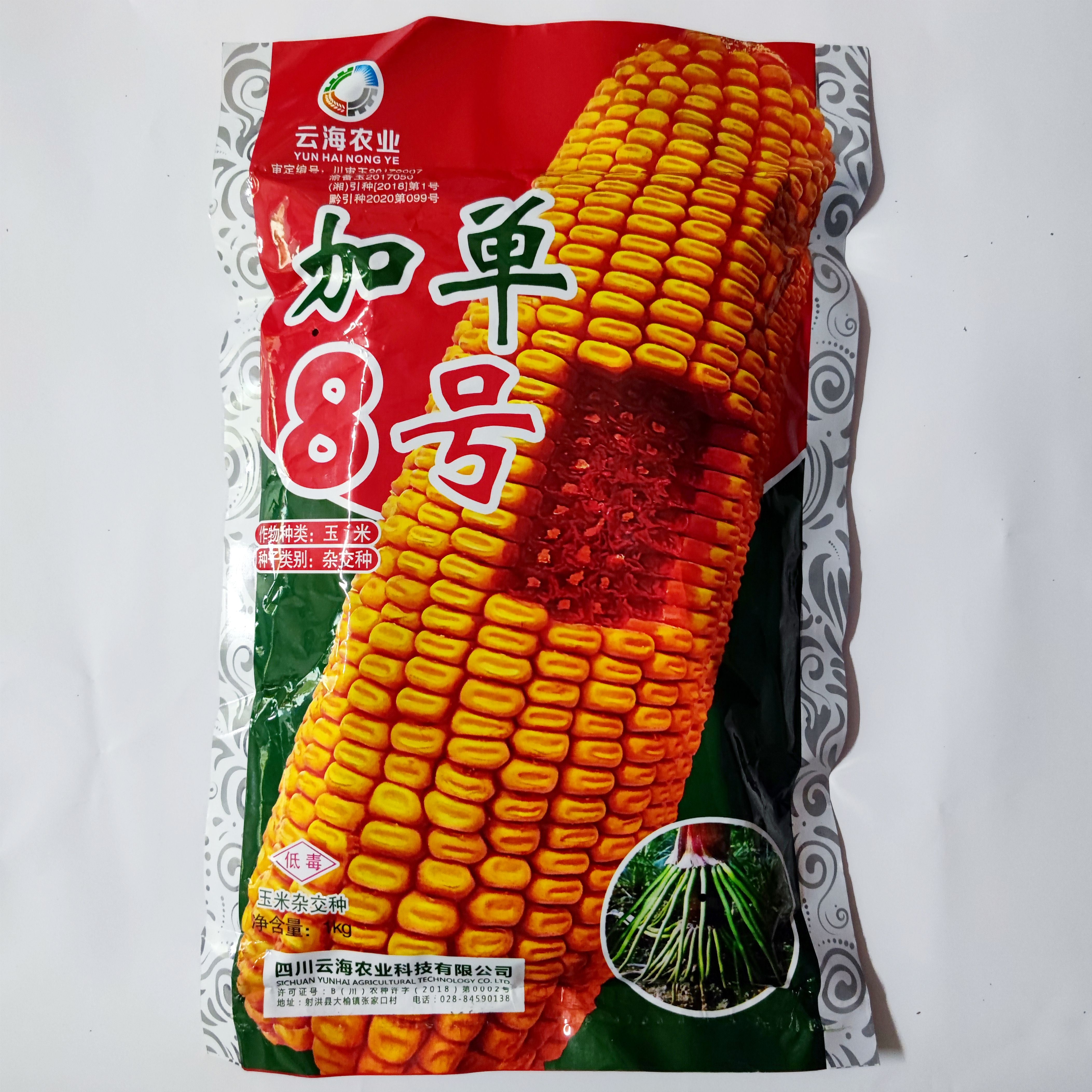 郴州四川云海农业 加单8号玉米种子 穗轴红色籽粒黄色籽粒马齿型