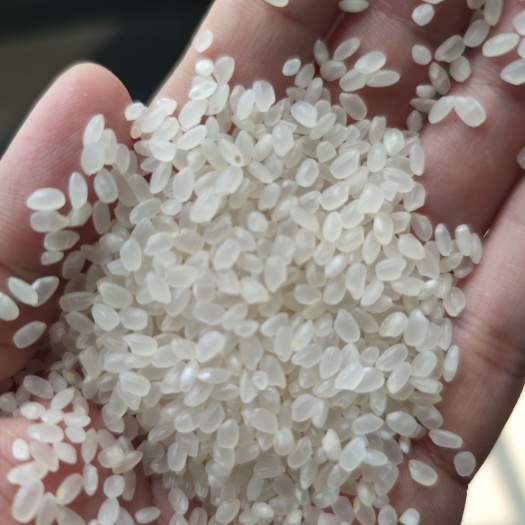成都 东北珍珠米