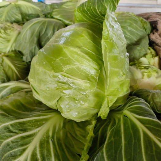 聊城绿包菜  山东聊城甘蓝大量供货中
