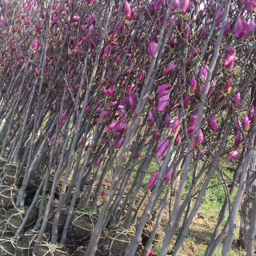 南京紫玉兰   紫玉兰小苗