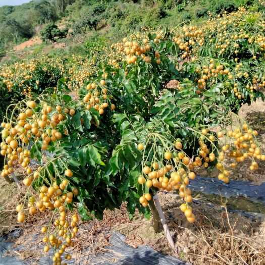 浦北县黑黄皮果苗  原产地黑黄皮(又名黑金刚)果苗