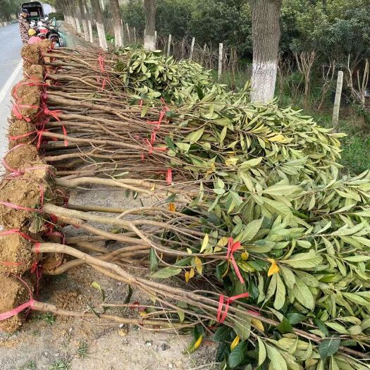 武汉白玉枇杷苗 武汉市广纪源水果500亩基地欢迎你，各种水果苗都有