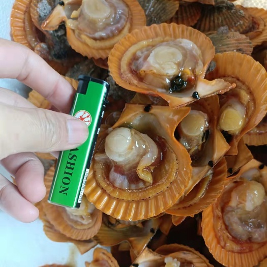 饶平县 本巷扇贝，8～11个