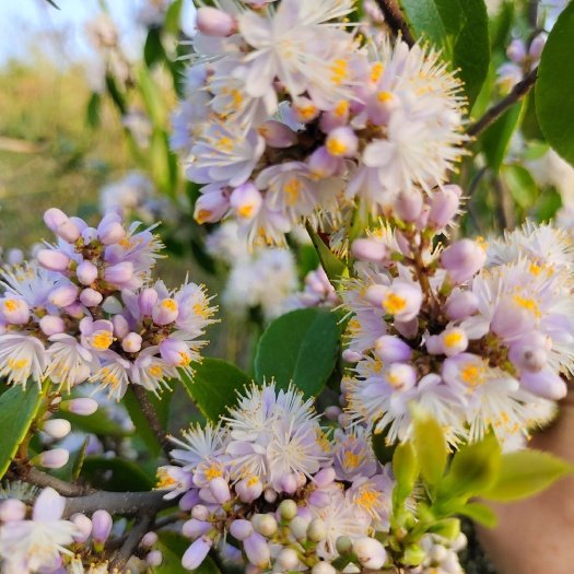 桂花树 春桂花山矾花树留春树