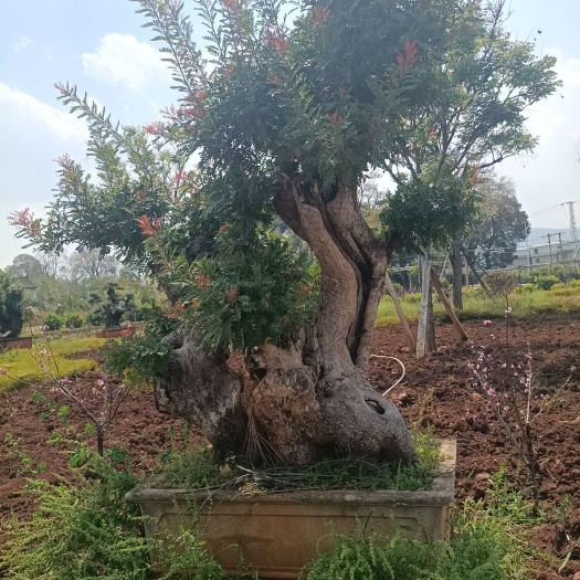宜良县清香木盆栽 清香木桩