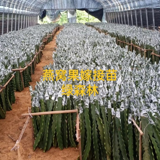 景洪市燕窝火龙果苗 燕窝果苗，燕窝果嫁接苗