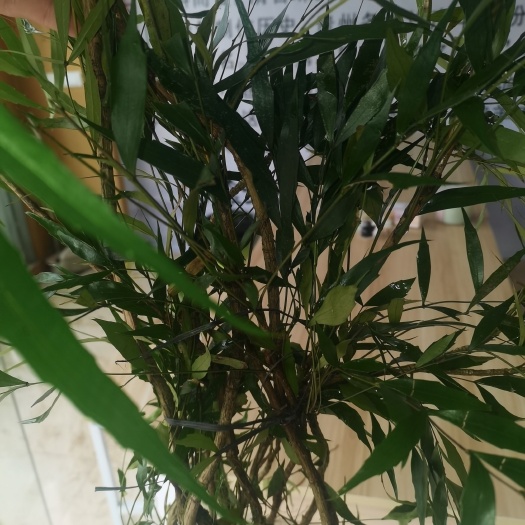 独山县贵州十大功劳