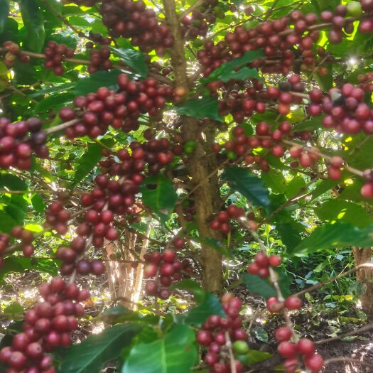 思茅咖啡豆 咖啡生豆