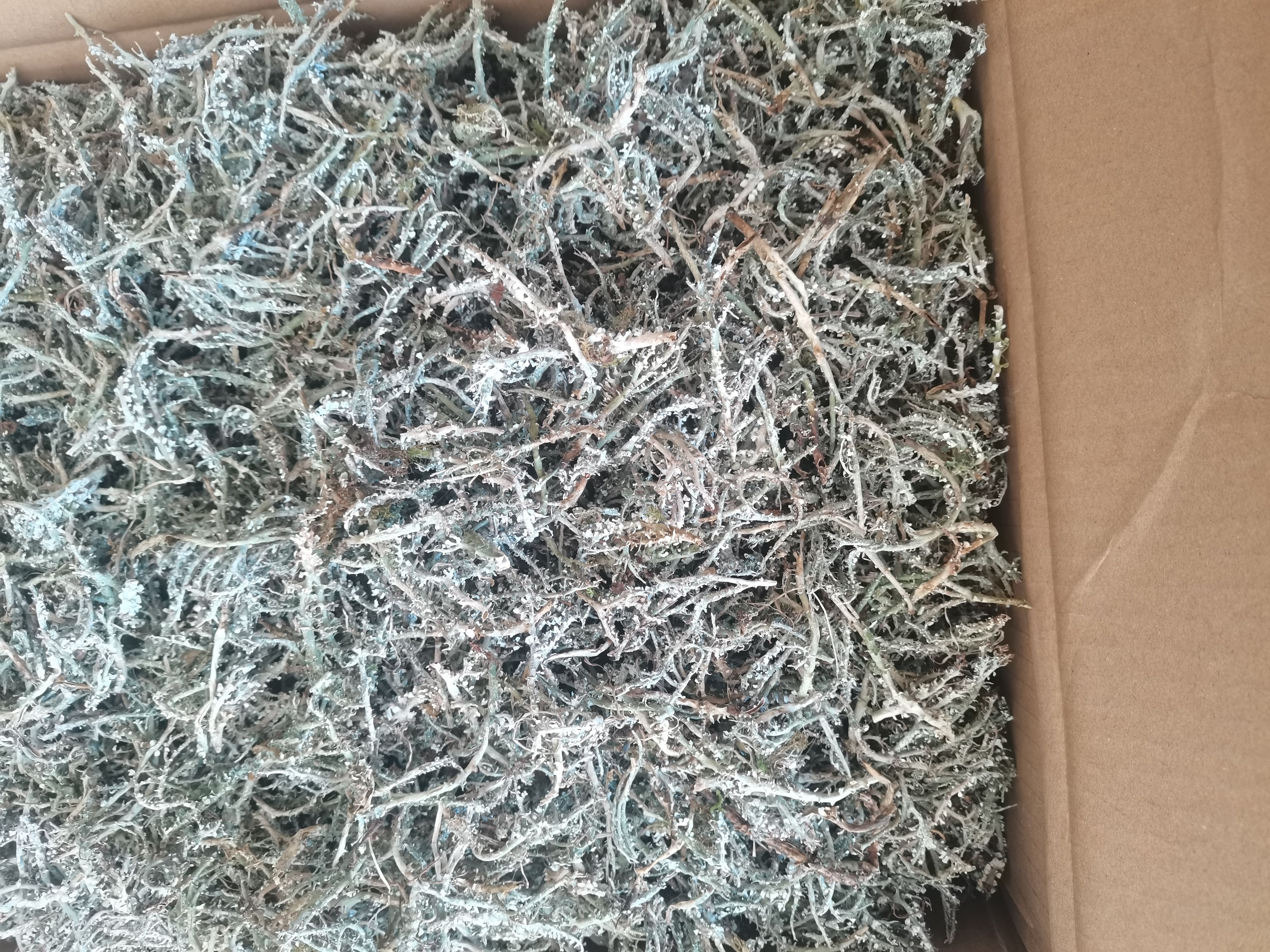 野生鹿角菜常年批发零售量大价优高原山野菜甘南特产野生凉拌菜