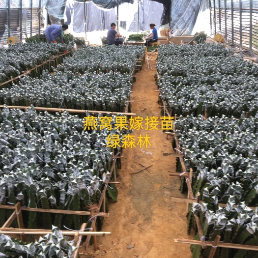 景洪市厄瓜多尔黄龙火龙果苗 燕窝火龙果   燕窝果嫁接苗