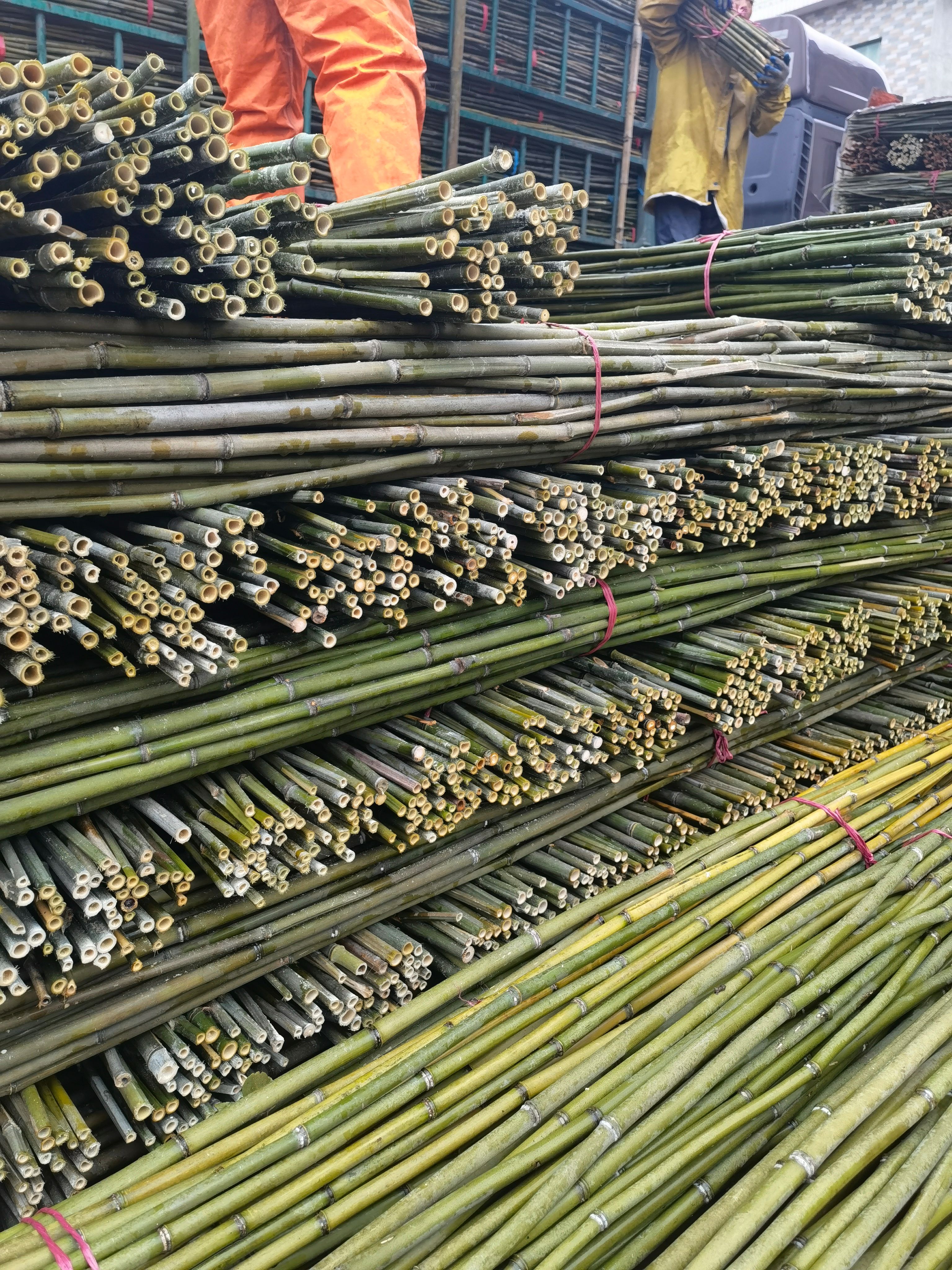 竹竿   2.5米至3米 菜架竹，当天可发货。