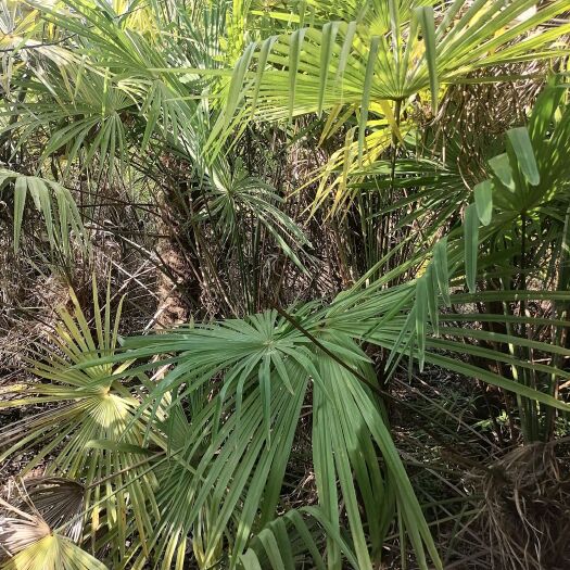 昆明棕榈树
