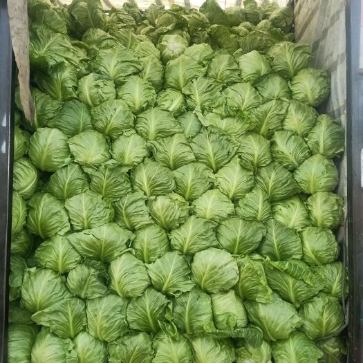 泗水县绿包菜 山东大棚甘蓝大量上市 全国发货 欢迎客户洽谈