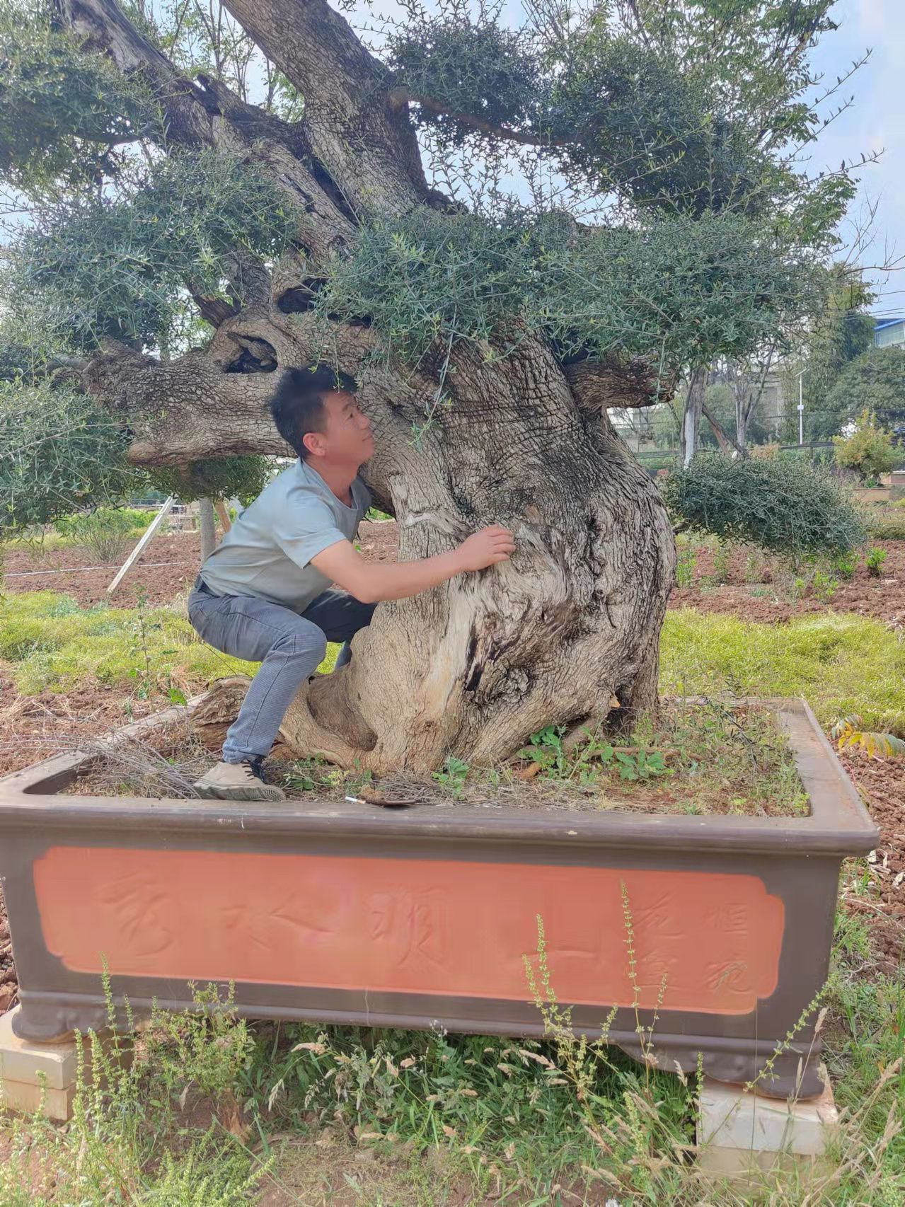 造形尖叶木犀榄