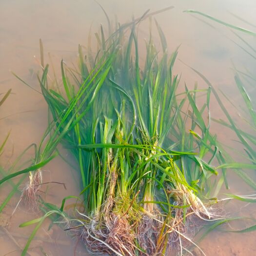 赤壁市 苦草，沉水植物