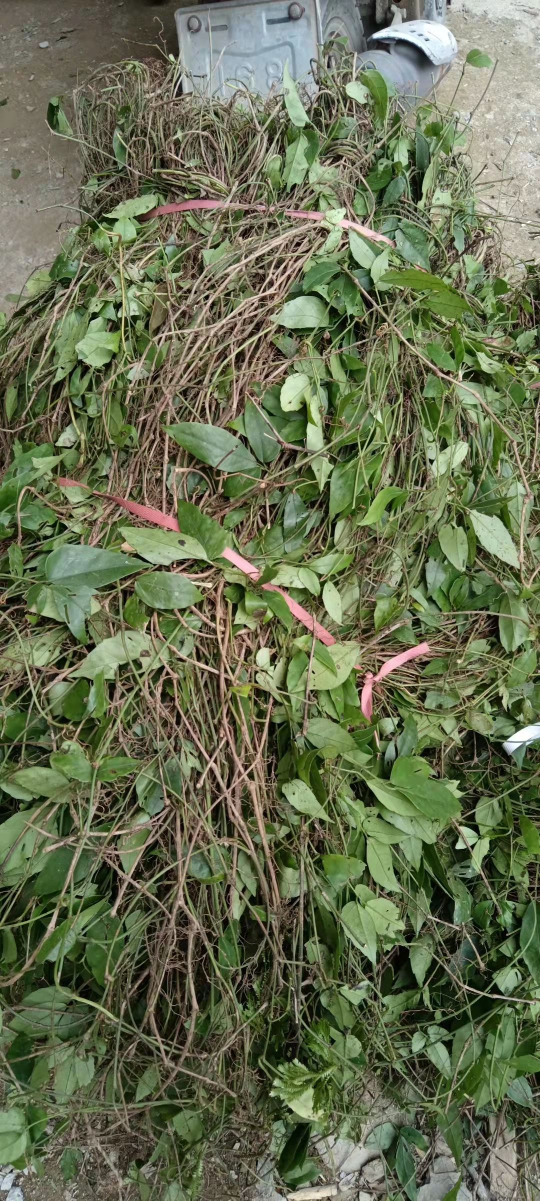 天然石老鼠也叫三叶青，石猴子，金线吊葫芦