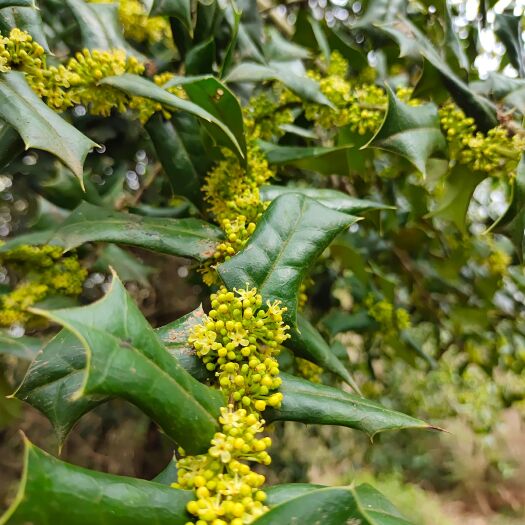 鄱阳县构骨  枸骨刺树苗开花结果枸骨