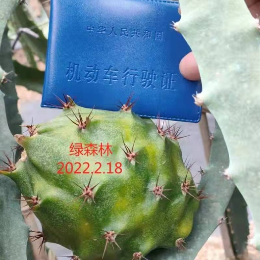 景洪市60公分以上长燕窝火龙果苗  黄皮火龙果 麒麟果苗