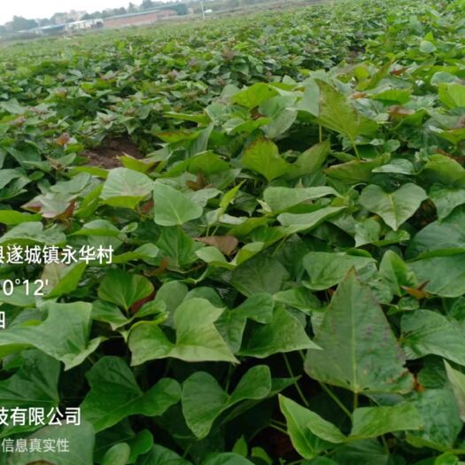 开封龙薯9号红薯苗 脱毒，西瓜红，大田剪苗，