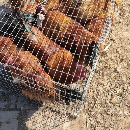 庆云县常年批发零售土鸡，公鸡，母鸡，欢迎老板联系