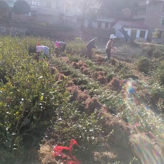攸县油茶树苗 湘林210油茶苗