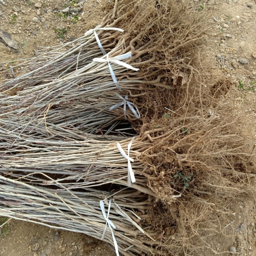 山楂树苗 山楂种苗 高5~8厘米 根系发达 现挖现卖 质