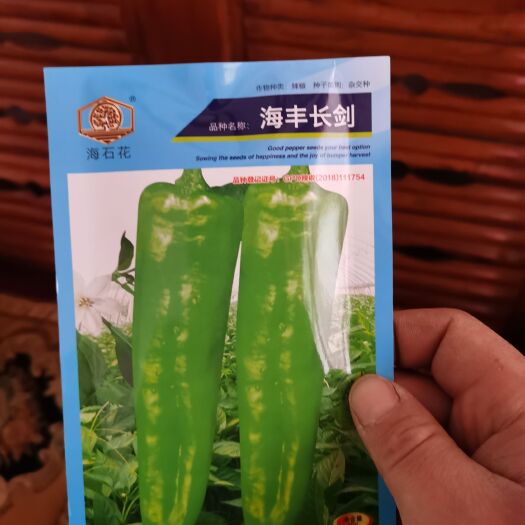 陇西县 新辣椒种子到货