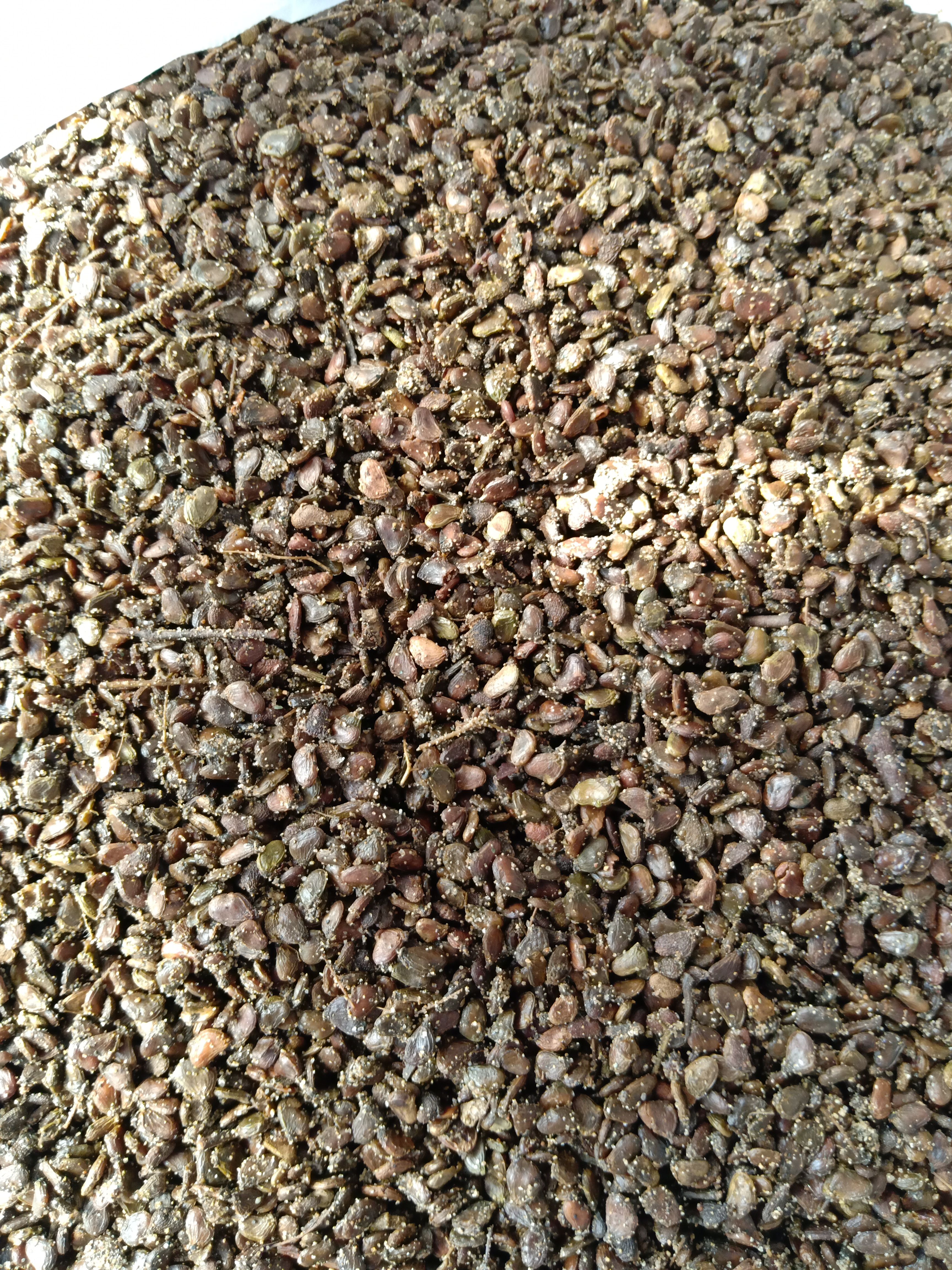 泰安黄栌种子  发芽栌种子 新采种子 产地直销 含粒率高 质量保