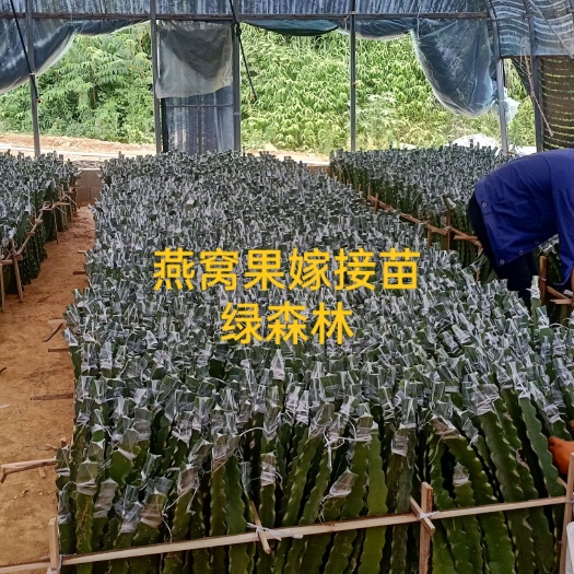 景洪市厄瓜多尔黄龙火龙果苗 厄瓜多尔黄皮火龙果苗  提供嫁接服务