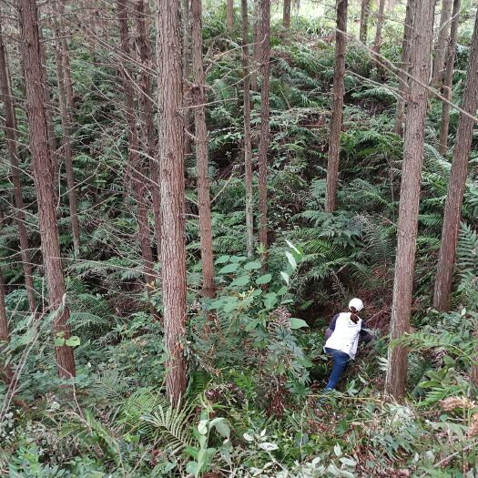 三江县木材 20多年的杉木林，25亩左右，广西三江丹洲镇合桐村浪扒屯