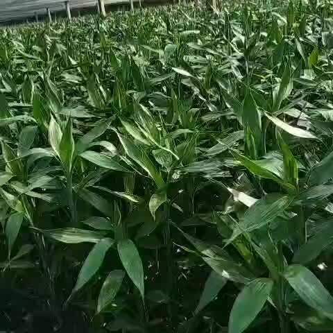 海口 海南富贵竹批发家有富贵竹，富贵到你家