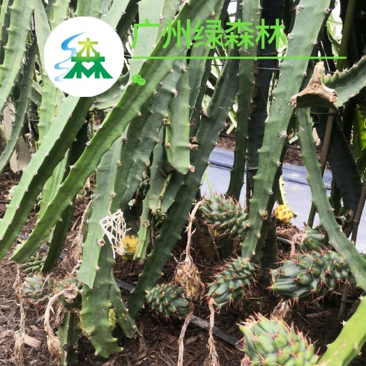 景洪市燕窝火龙果苗  厄瓜多尔  麒麟果苗  黄皮火龙果苗3年枝条