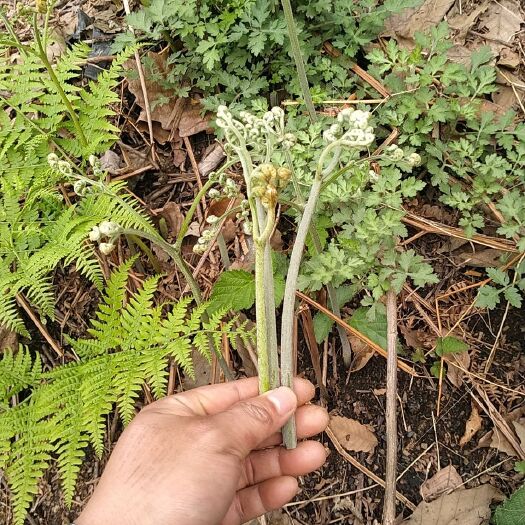 遵义 蕨菜，纯野，鲜