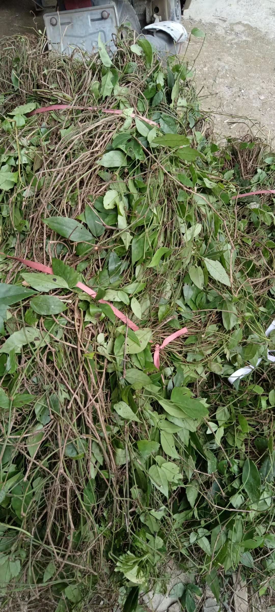 天然石老鼠也叫三叶青，石猴子，金线吊葫芦