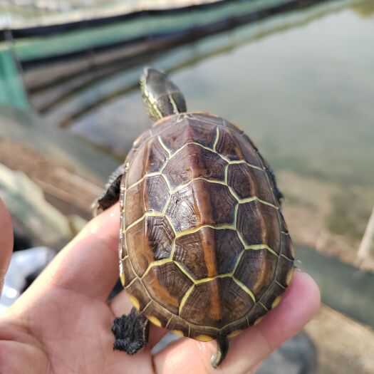 宝应县中华草龟 苏北大头粗亮金线黄肉草龟，金线粗亮，黄肉突出活泼可爱…