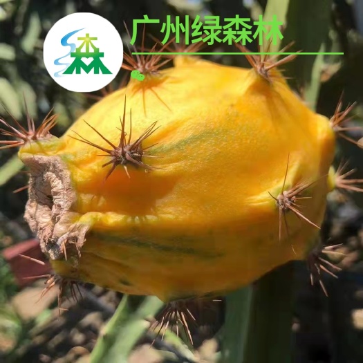 景洪市燕窝火龙果苗  黄龙果苗   麒麟果原枝条苗  厄瓜多尔燕窝