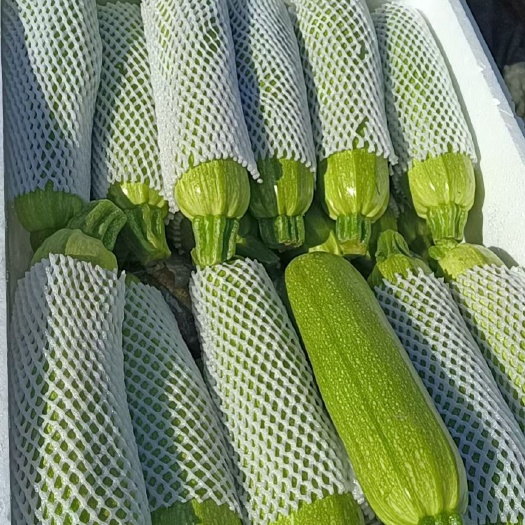 邯郸绿皮西葫芦   精品西葫芦大量上市中