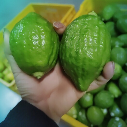 桂林香水柠檬