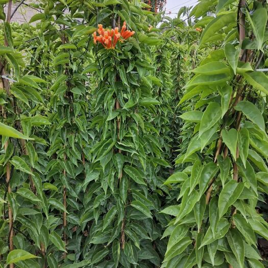 漳州炮仗花