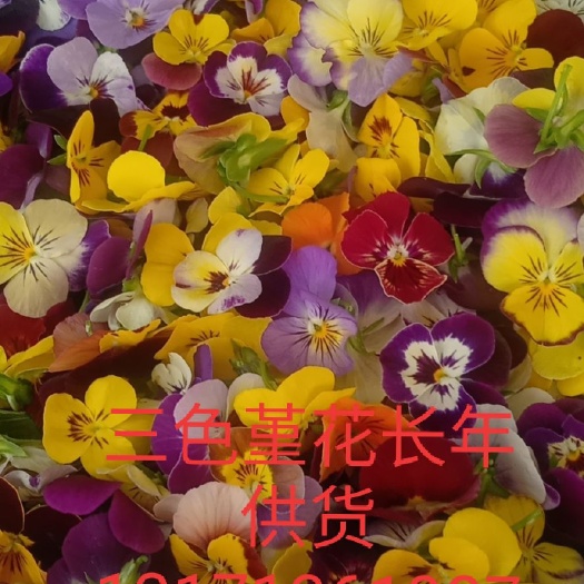 喀喇沁旗三色堇 