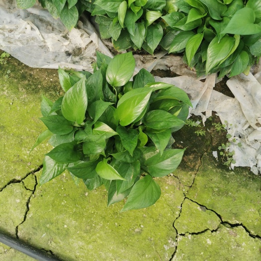 广州 自家种植绿萝