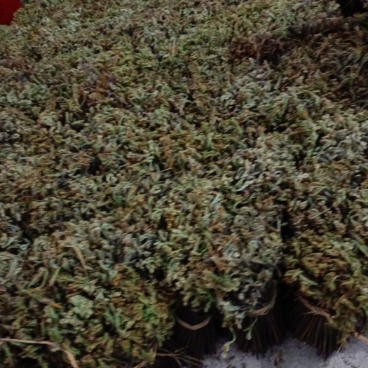 南丹县蕨菜  纯野生