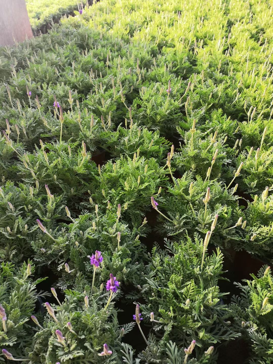  羽叶薰衣草种植基地