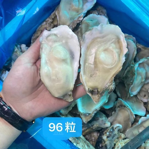 乳山市原浆半壳牡蛎   半壳牡蛎（生蚝）96粒规格，烧烤自助餐