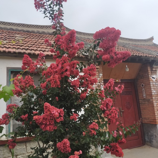 莱州市红火球紫薇 红火球