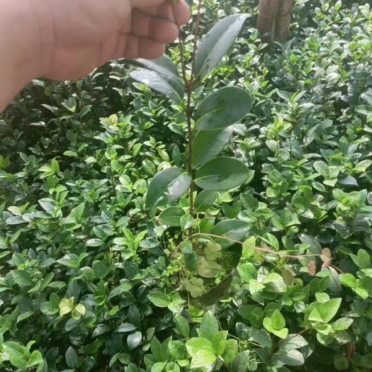 漳平市茶花树 香妃赤丹五色赤丹茶花盆栽小苗自产直销量大有货
