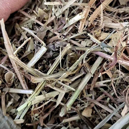 石家庄花生秧。