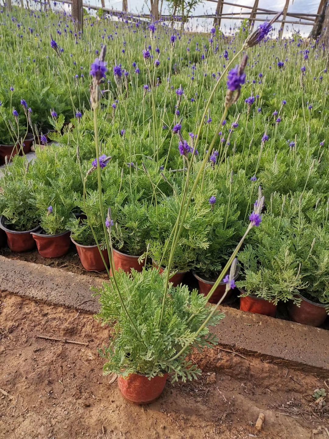  羽叶薰衣草种植基地