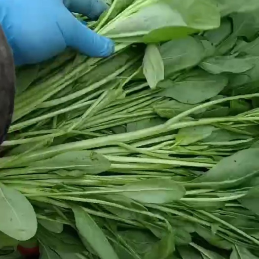邯郸 小叶菠菜